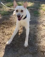 Rey, a male German Shepherd Dog and Labrador Retriever for sale in Cullman, AL – Photo 2 of 5