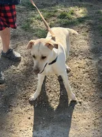 Rey, a male German Shepherd Dog and Labrador Retriever for sale in Cullman, AL – Photo 3 of 5