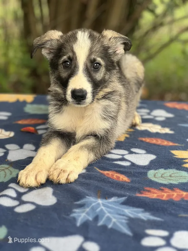 Sterling  # 1 Black and silver sable Panda male – German Shepherd Dog puppy for sale in Cullman, AL