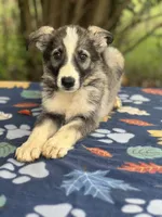 Sterling  # 1 Black and silver sable Panda male, a male German Shepherd Dog for sale in Cullman, AL – 1 of 10