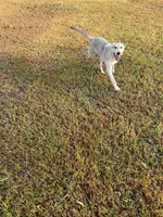 Sinclair, a female German Shepherd Dog for sale in Cullman, AL – Photo 2 of 2