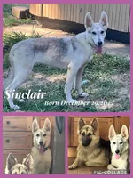 Sinclair, a female German Shepherd Dog for sale in Cullman, AL – Photo 1 of 2