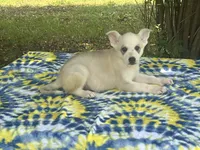 Aspen # 3 silver dawn sable panda female, a female German Shepherd Dog for sale in Cullman, AL – 2 of 10