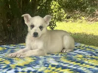Aspen # 3 silver dawn sable panda female, a female German Shepherd Dog for sale in Cullman, AL – 1 of 10