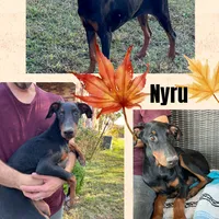 Nyru B/p collar female, a female Doberman Pinscher for sale in Cullman, AL – Photo 2 of 10
