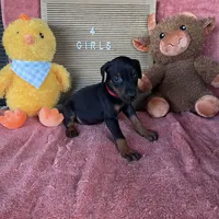 Nyru B/p collar female, a female Doberman Pinscher for sale in Cullman, AL – Photo 8 of 10