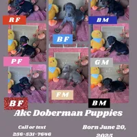 Nyru B/p collar female, a female Doberman Pinscher for sale in Cullman, AL – Photo 7 of 10