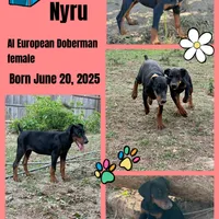 Nyru B/p collar female, a female Doberman Pinscher for sale in Cullman, AL – Photo 3 of 10