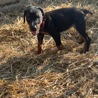 Nyru B/p collar female, a female Doberman Pinscher for sale in Cullman, AL – Photo 6 of 10