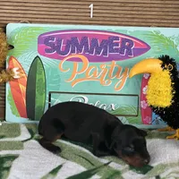 Nyru B/p collar female, a female Doberman Pinscher for sale in Cullman, AL – Photo 10 of 10