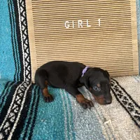 Nyru B/p collar female, a female Doberman Pinscher for sale in Cullman, AL – Photo 9 of 10
