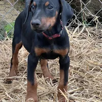 Nyru B/p collar female, a female Doberman Pinscher for sale in Cullman, AL – Photo 4 of 10