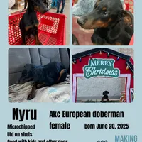 Nyru B/p collar female, a female Doberman Pinscher for sale in Cullman, AL – Photo 1 of 10