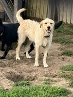 Rufus, a male Labradoodle for sale in Cullman, AL – 3 of 3