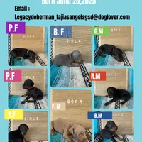 Majora blue collar male, a male Doberman Pinscher for sale in Cullman, AL – Photo 8 of 10