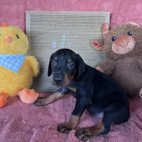 Majora blue collar male, a male Doberman Pinscher for sale in Cullman, AL – Photo 5 of 10