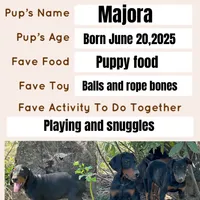 Majora blue collar male, a male Doberman Pinscher for sale in Cullman, AL – Photo 3 of 10