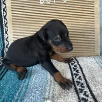 Majora blue collar male, a male Doberman Pinscher for sale in Cullman, AL – Photo 7 of 10