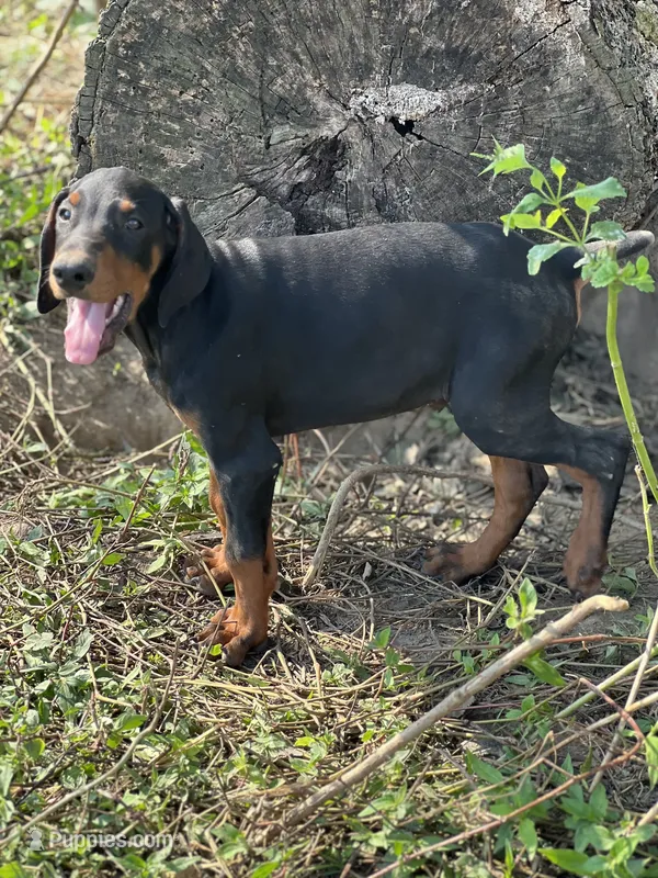 Majora blue collar male