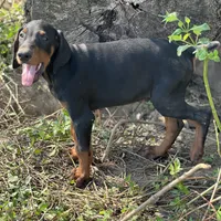 Majora blue collar male, a male Doberman Pinscher for sale in Cullman, AL – Photo 1 of 10