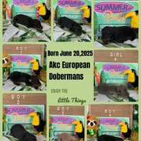 Majora blue collar male, a male Doberman Pinscher for sale in Cullman, AL – Photo 10 of 10