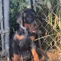 Majora blue collar male, a male Doberman Pinscher for sale in Cullman, AL – Photo 4 of 10