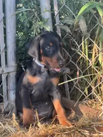 processed/0ce61a55-d3ed-4a79-b643-bcfe221d6ab4/listing/2e5f5d60-1efc-4138-9814-248ded58f4d9/c00f31e7-a8f0-46e2-91b3-e96ae82268a9