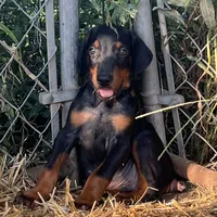 Majora blue collar male, a male Doberman Pinscher for sale in Cullman, AL – Photo 2 of 10