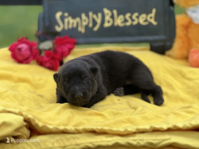 Black male Puppy 1 – German Shepherd Dog puppy for sale in Cullman, AL