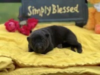Black male Puppy 1, a male German Shepherd Dog for sale in Cullman, AL – 1 of 6