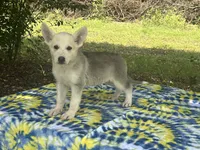 Akira # 4 silver  sable panda female, a female German Shepherd Dog for sale in Cullman, AL – 2 of 9