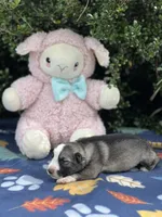 Sterling  # 1 Black and silver sable Panda male, a female German Shepherd Dog for sale in Cullman, AL – 8 of 10