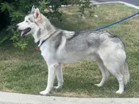 OG, a  Siberian Husky for sale in Cullman, AL – 6 of 7