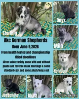 Nemue # 2 silver sable /plush coat reverse mask female , a female German Shepherd Dog for sale in Cullman, AL – 9 of 10