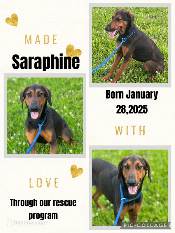 Saraphine – Doberman Pinscher puppy for sale in Cullman, AL