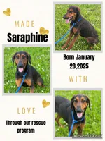 Saraphine, a female Doberman Pinscher for sale in Cullman, AL – 1 of 10