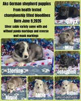 Mila Puppy #1 silver sable female, a female German Shepherd Dog for sale in Cullman, AL – 7 of 7