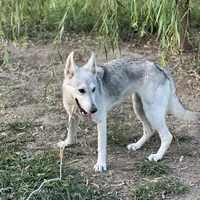 Sinclair, a female German Shepherd Dog for sale in Cullman, AL – Photo 2 of 2