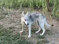 Sinclair, a female German Shepherd Dog for sale in Cullman, AL – Photo 2 of 2