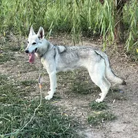 Sinclair, a female German Shepherd Dog for sale in Cullman, AL – Photo 1 of 2