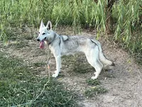 Sinclair, a female German Shepherd Dog for sale in Cullman, AL – Photo 1 of 2