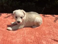 Aspen # 3 silver dawn sable panda female, a female German Shepherd Dog for sale in Cullman, AL – 3 of 10