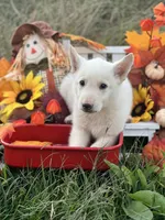 Savior, a male German Shepherd Dog for sale in Cullman, AL – Photo 8 of 10