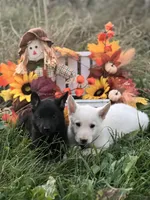 Savior, a male German Shepherd Dog for sale in Cullman, AL – Photo 2 of 10