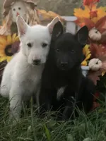 Savior, a male German Shepherd Dog for sale in Cullman, AL – Photo 3 of 10