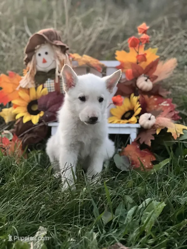 Savior, a male German Shepherd Dog for sale in Cullman, AL – Photo 1 of 10