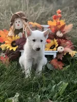 Savior, a male German Shepherd Dog for sale in Cullman, AL – Photo 1 of 10