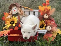 Savior, a male German Shepherd Dog for sale in Cullman, AL – Photo 9 of 10