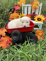 Savior, a male German Shepherd Dog for sale in Cullman, AL – Photo 7 of 10