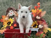 Savior, a male German Shepherd Dog for sale in Cullman, AL – Photo 5 of 10